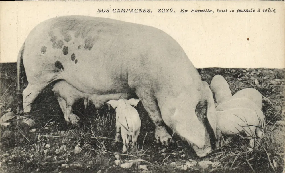 Schwein mit Jungen — Nos Campagnes 3230 — In der Familie, alle am Tisch - Vorderseite