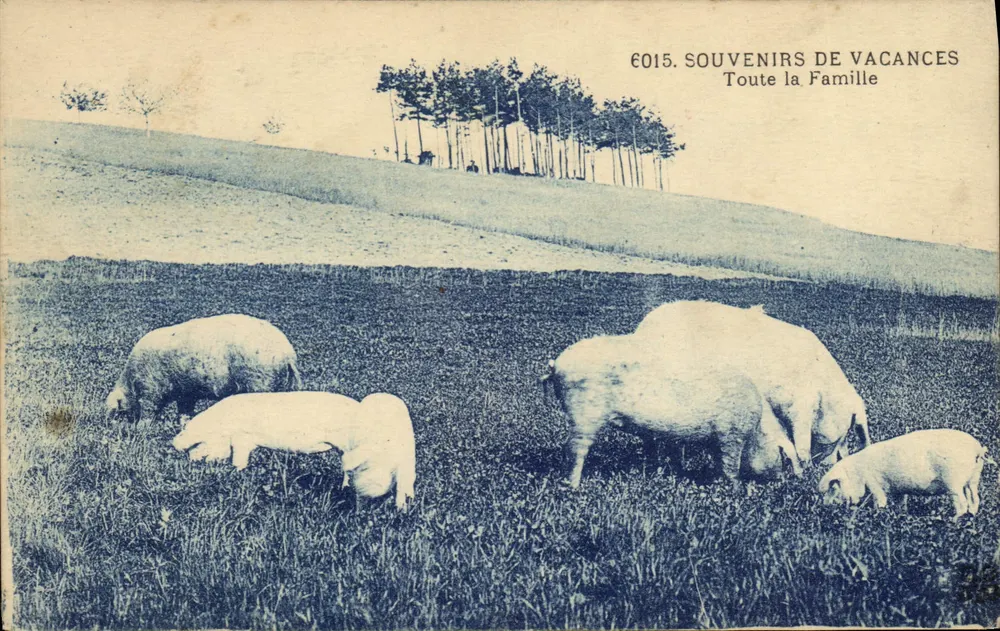 Schweine, die in einem Feld grasen — Edition Toute la Famille, Nr. 6015 - Vorderseite