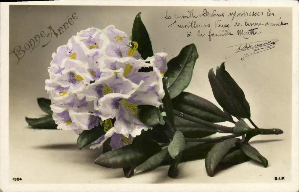 Rhododendron — bloem van de lente — S.I.P. n°1324 - Voorkant