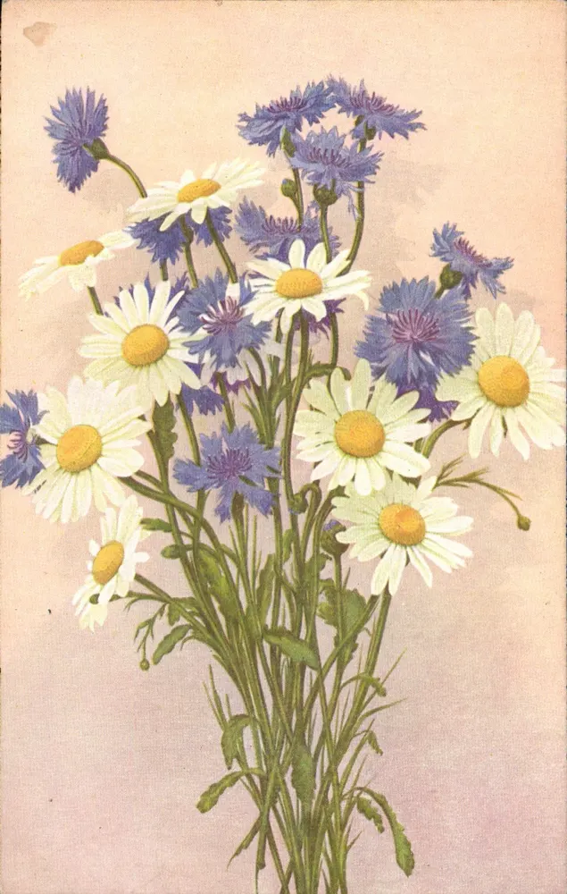 Bouquet van blauwe viooltjes en margrieten — uitgever COLOR, Parijs, n° 1005 - Voorkant