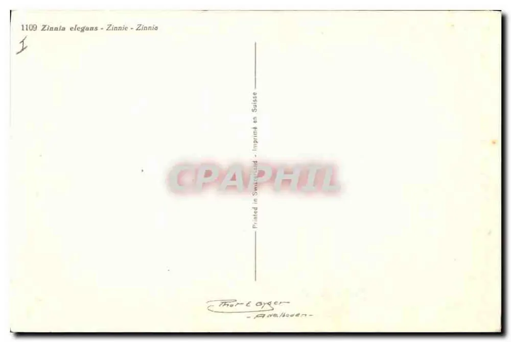 Flores de zinna — variedades coloridas — Thor & Ayger, Roth/Noeden - Verso