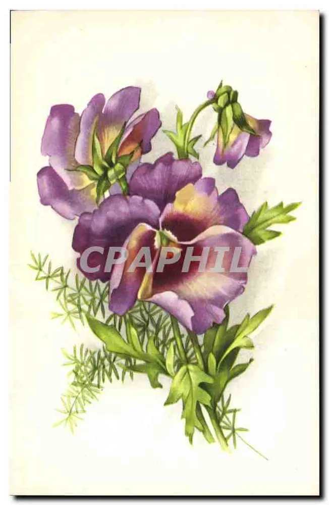 Flores violetas — ilustração botânica — editor não visível, n° de série 6282 - Frente