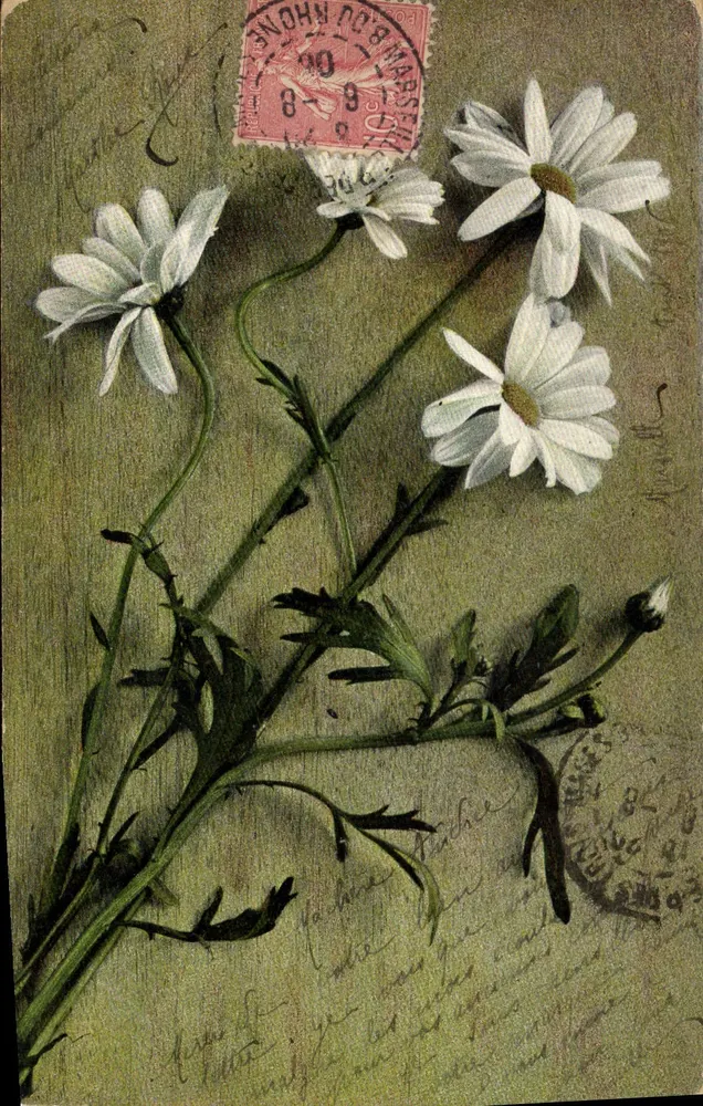 Flores de margaridas — ilustração — série 344, editor V. Serre - Frente
