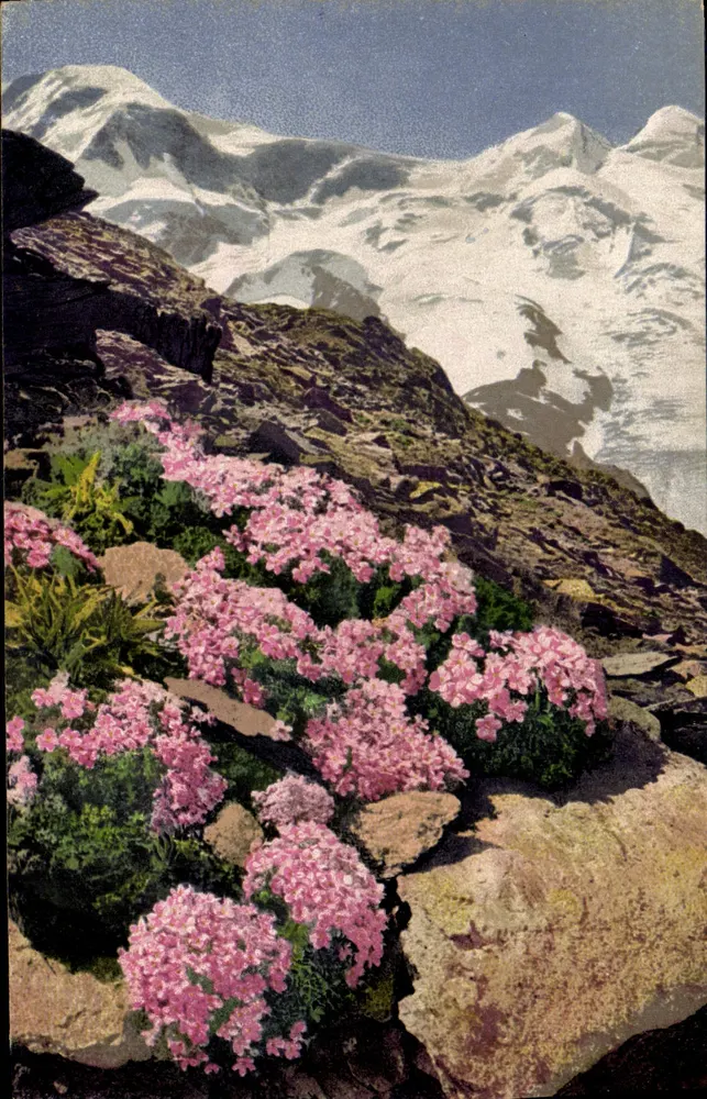 Androsace glacialis — Alpen — PHOTOCHROMIE Alpenflora, Serie 547, Nr. 1219 - Vorderseite