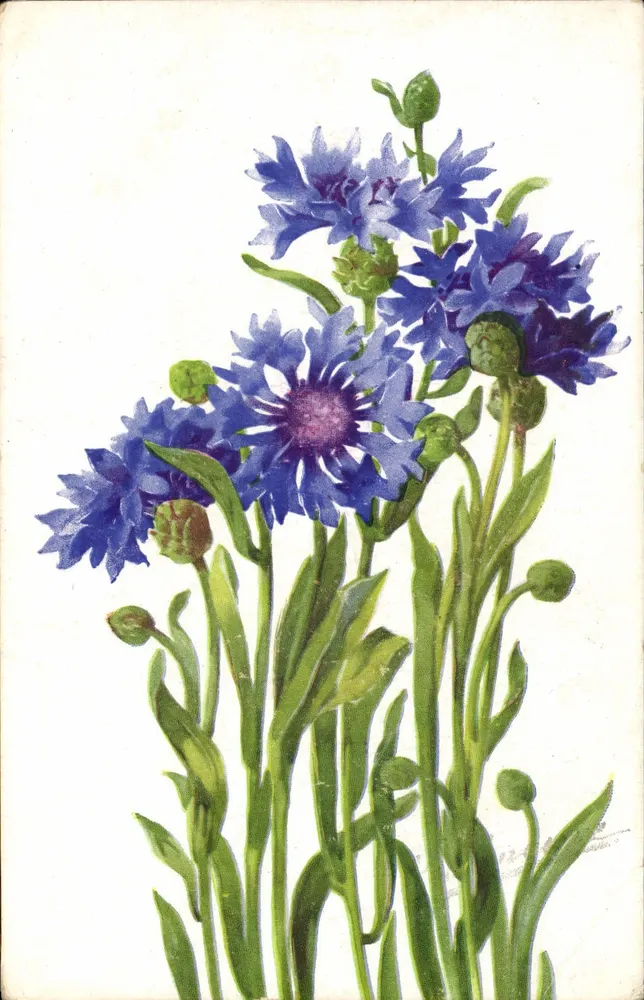 Bleuets — bouquet de fleurs bleues avec bourgeons — éditeur COLOR PARIS, n° 526 - Anverso