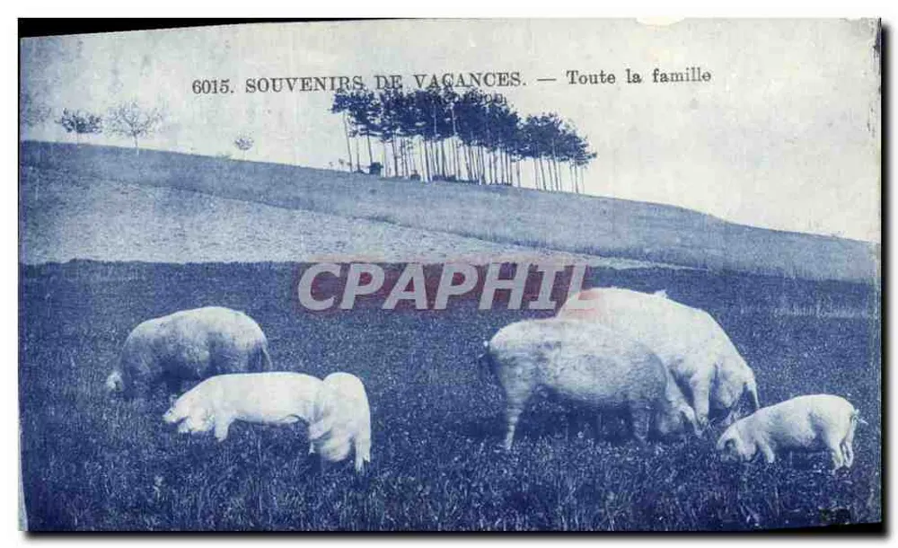 Schweine auf einem Feld — Erinnerungen an Urlaube — Die ganze Familie — Serie 6015 - Vorderseite