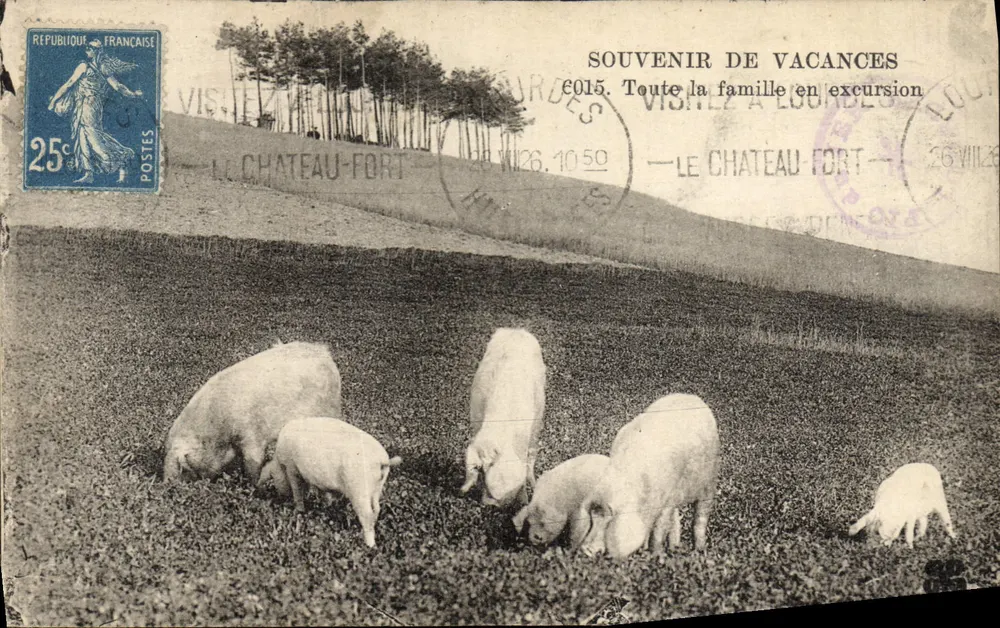 Schweine auf einem Feld — Schloss-Fort — unbekannter Verlag, Seriennummer nicht sichtbar - Vorderseite