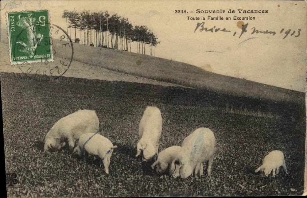 Schweine, die fressen — Brive — Éditions de Brive, Nr. 3348 - Vorderseite