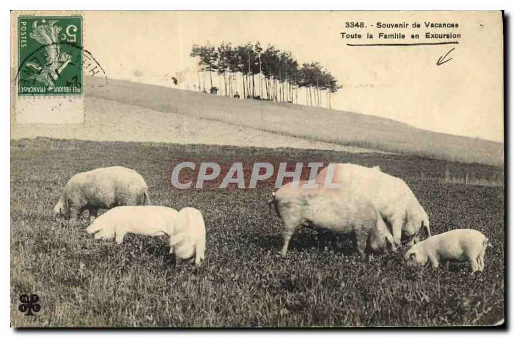 Schweine auf einem Feld — Verlag Belmon 3348 — Erinnerung an eine Familienurlaubsreise - Vorderseite