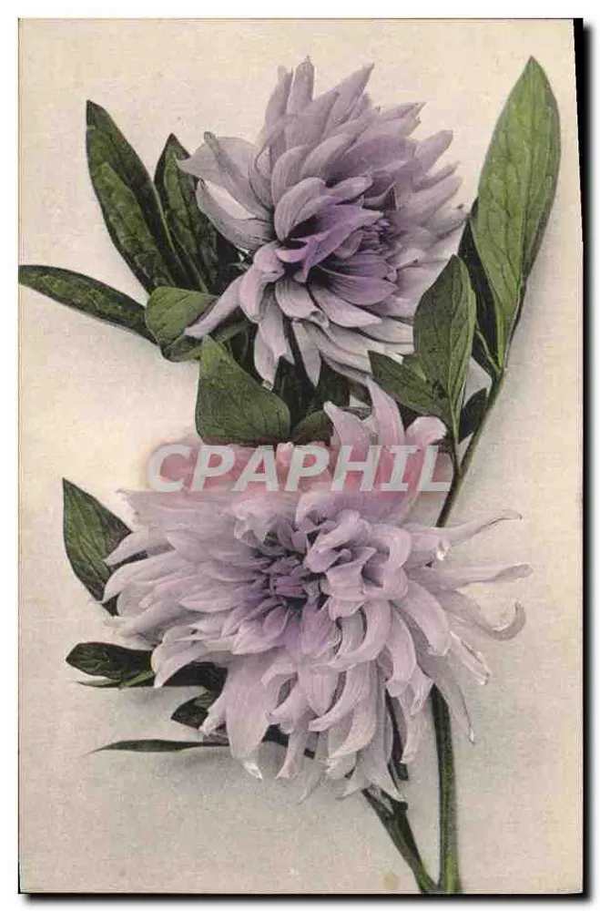Dois dahlias lilás — ilustração botânica — Série 150 C. T. & Cie. à G. - Frente