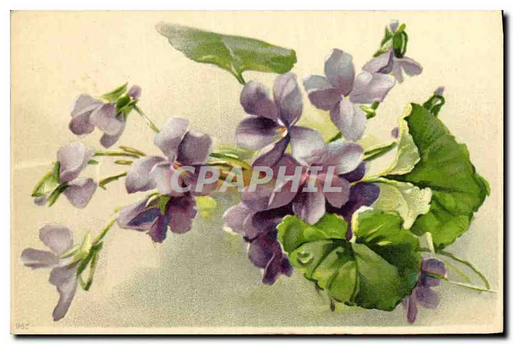 Violetas — ilustração botânica — editor desconhecido, n° 962 - Frente