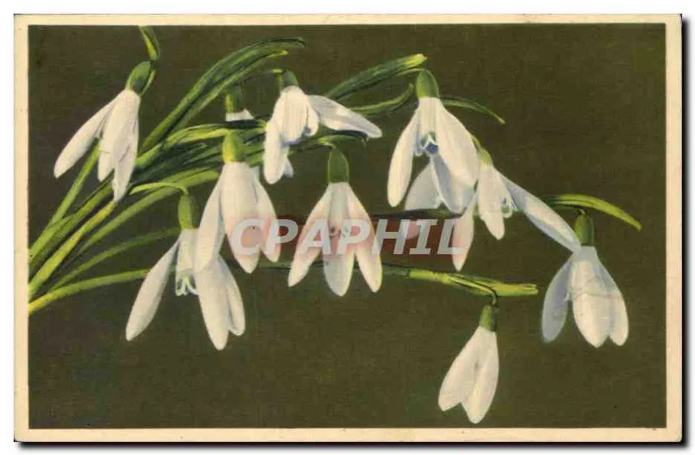 Glananthus nivalis — Schneeglöckchen — Photochromie-Offset, serie 657, 1904 - Voorkant