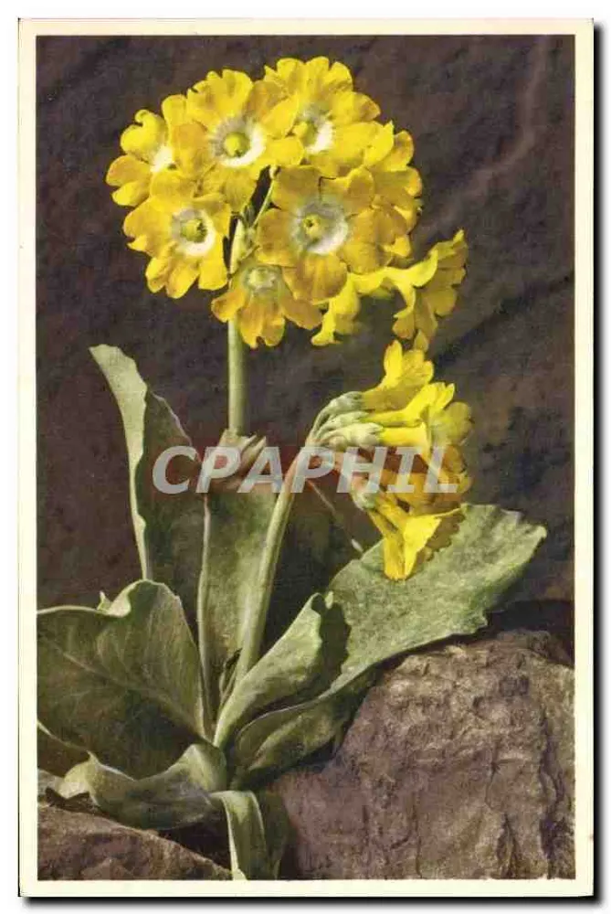 Primula auricula L. — Felsen-Aurikel — gedruckt in der Schweiz - Vorderseite