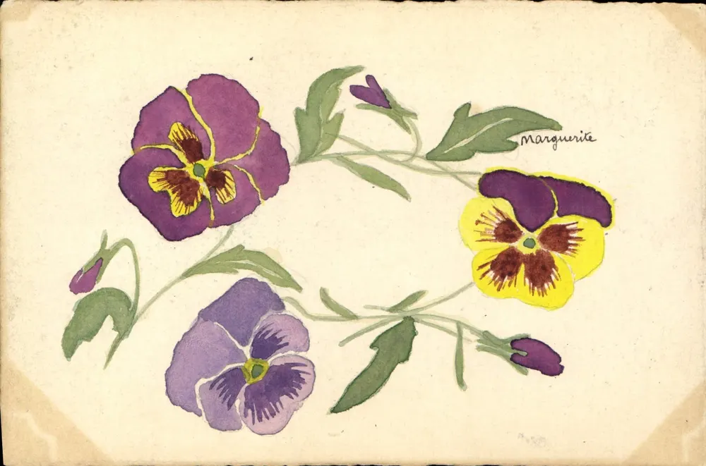 Pansées — desenho aquarelado — Marguerite - Frente
