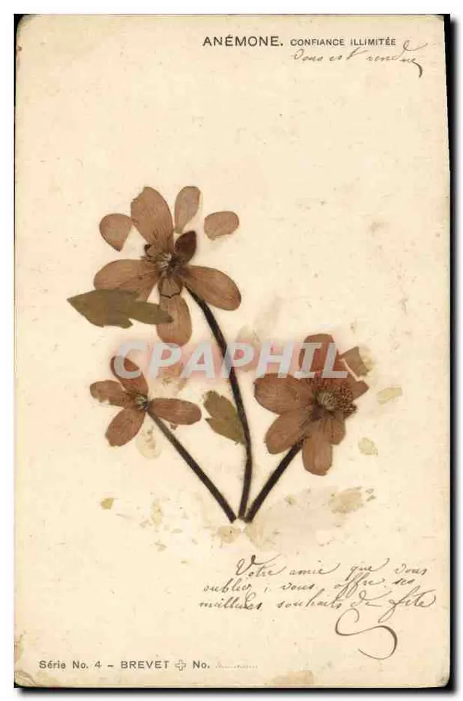 Anémone. Confiance illimitée — bouquet de fleurs séchées — éditeur Brevet, série No. 4 - Recto