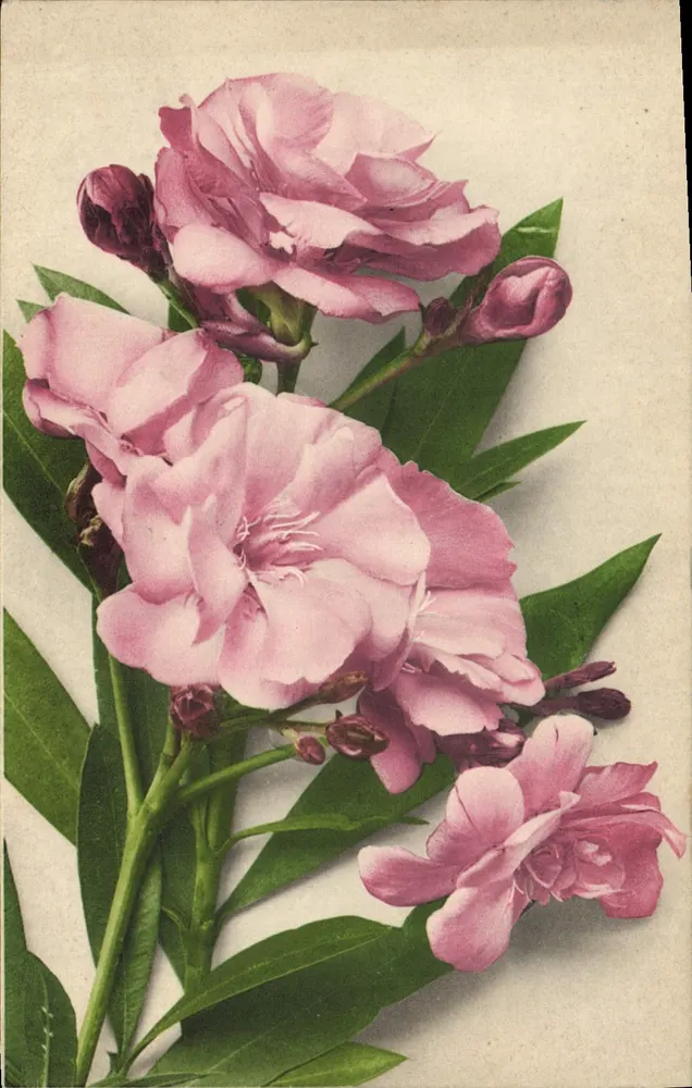 Bloemen van de Nérida — botanische illustratie — uitgever: Martra Rommel & Co, Sautgauet - Voorkant