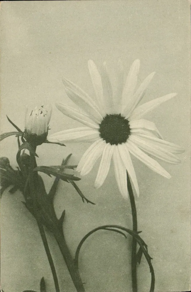Flor de margarida — foto — C.T. & Cle. à G., Série 20 - Frente