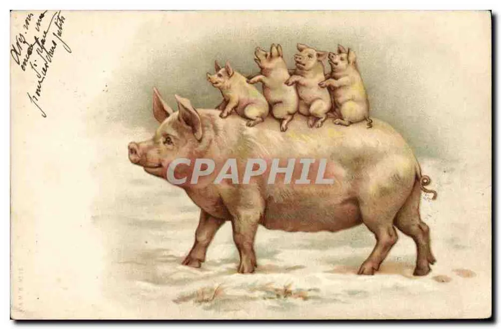 Świnia z szczeniakami — ilustracja — A. M. R. M. H. E. (wydawca) - Awers