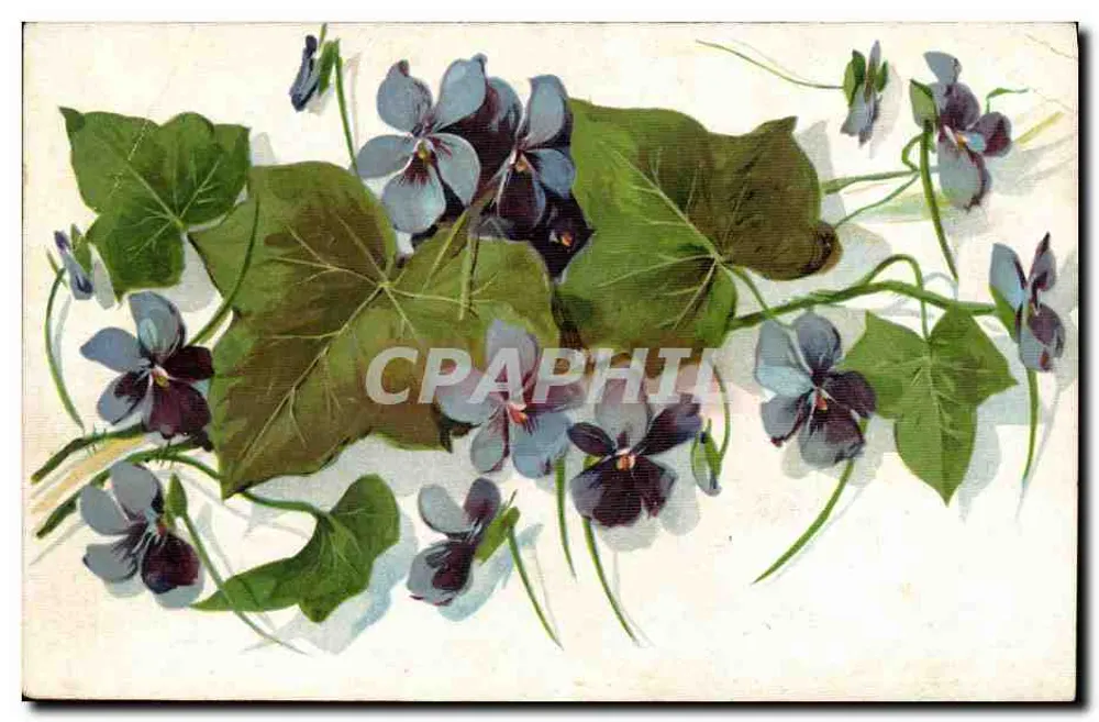 Violette — composition florale — éditeur A. Brunache, n° 1664 - Vorderseite