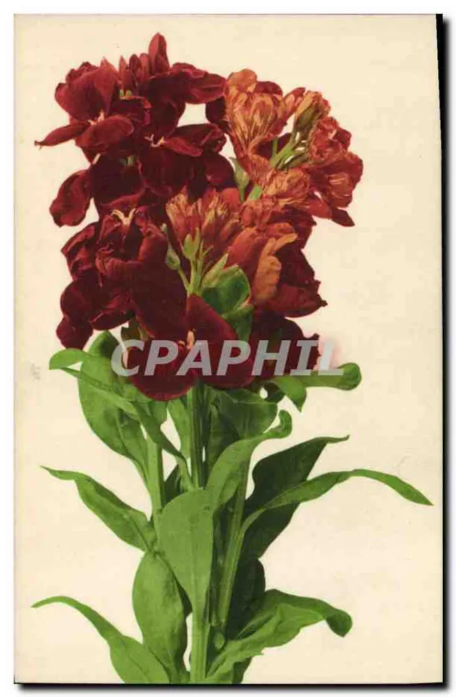 Czerwone kwiaty — ilustracja botaniczna — Faber & Rommel & Co, Stuttgart, nr 370 - Awers