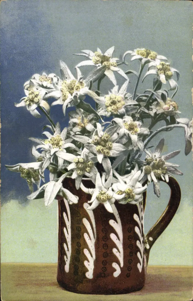 Flores Alpinas — série 517, n° 876 — PHOTOCHROMIE - Frente