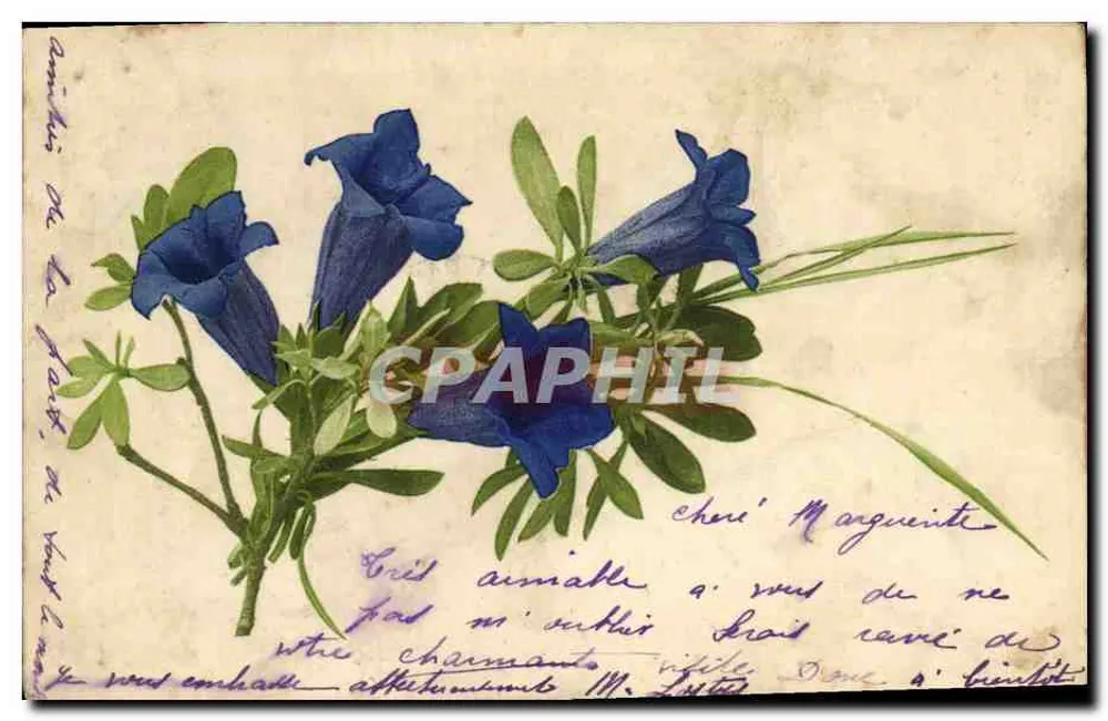 Blauwe bloemen — illustratie — Martin Roussel & Co., Nuremberg - Voorkant