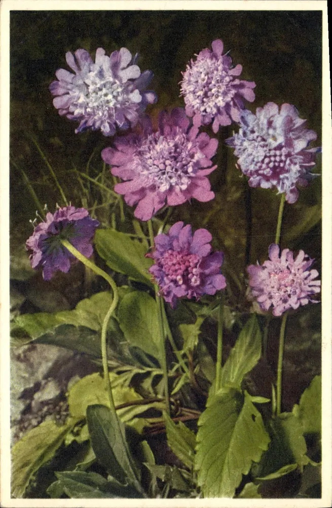Scabiosas alpinas — Scabiosa lucida — impresso na Suíça - Frente