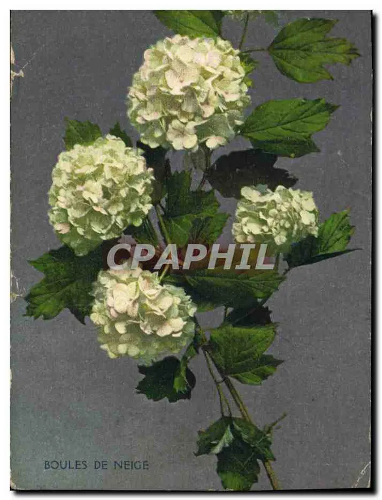 Boules de Neige — fleurs blanches en bouquets — éditeur CARTES HELIA MARSEILLE - Frente