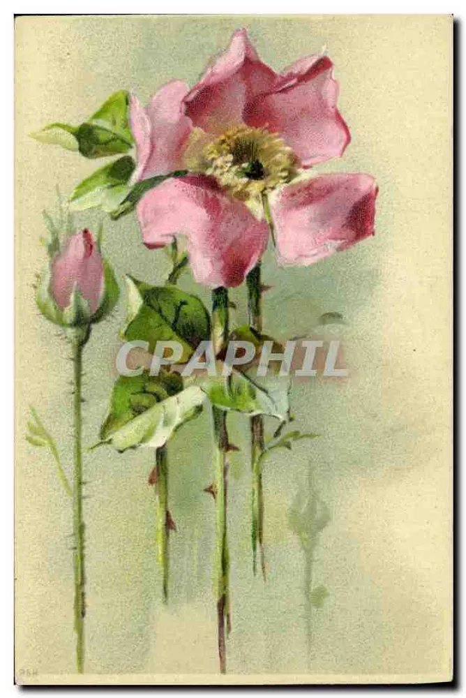 Róże w kwiecie — ilustracja botaniczna — nr 964 - Awers