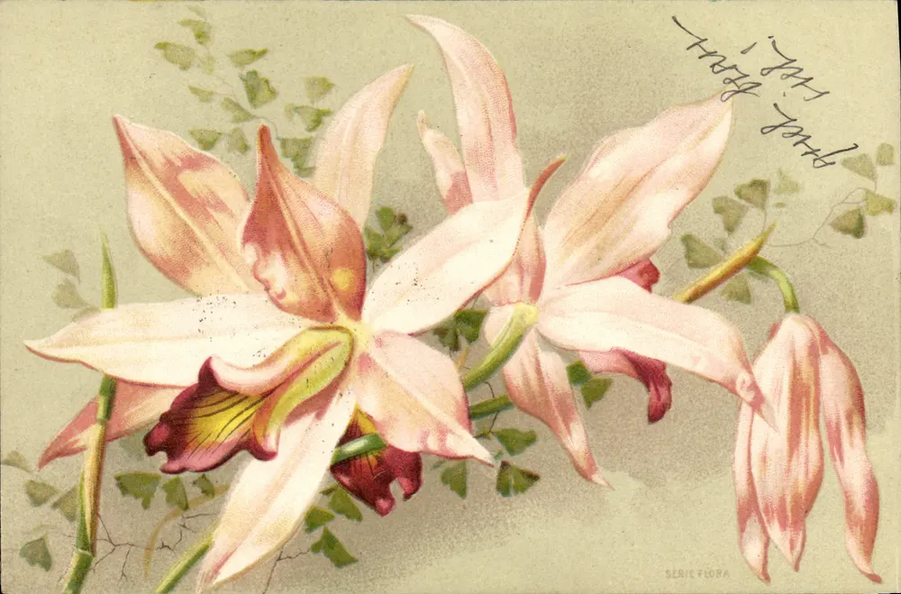 Orchidées — seria Flora — wydawca nieznany - Awers