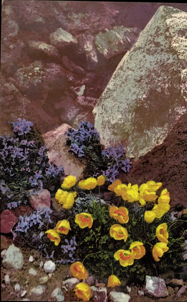 Alpine Flowers — Papaver alpinum und Linaria alpina — Alpenflora, Serie K n° 518 - Vorderseite
