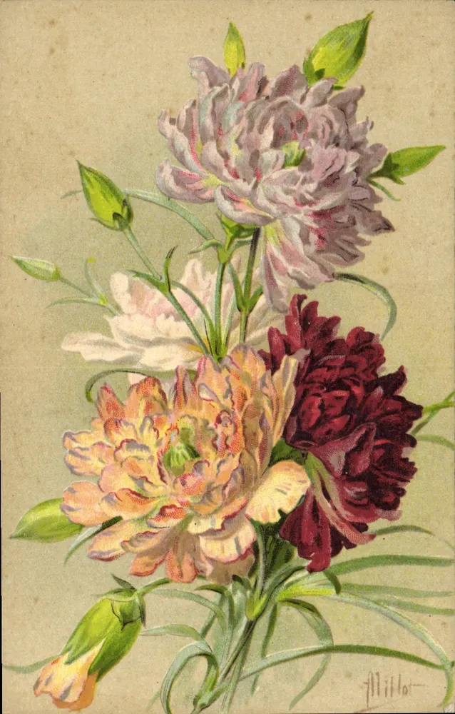 Bukiet pivoine — kolorowa ilustracja — Milloï - Awers