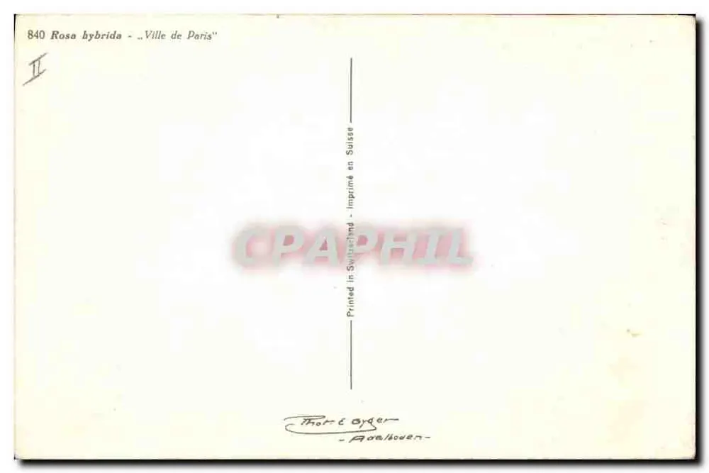 Gelbe Rose — Rosa hybrida « Ville de Paris » — Thor & Gyger, n° 840 - Rückseite