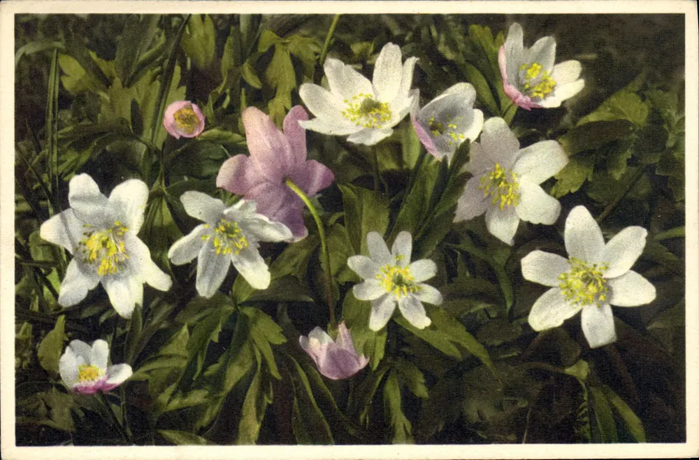 Anémones des bois — Anémone nemorosa — Thor & Oyger, n° 2354 - Recto
