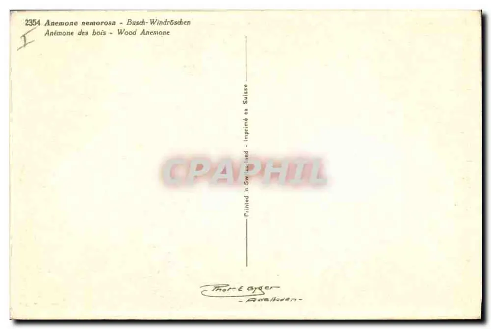 Anémones des bois — Anémone nemorosa — Thor & Oyger, n° 2354 - Verso