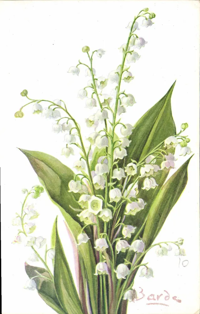 Muguet — ilustração botânica — Bardo n°10 - Frente