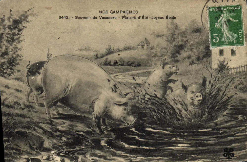 Schweine, die in einem Teich spielen — Unsere Lande — 3442 — Erinnerung an Urlaub — Sommerfreuden — Fröhliche Spiele - Vorderseite