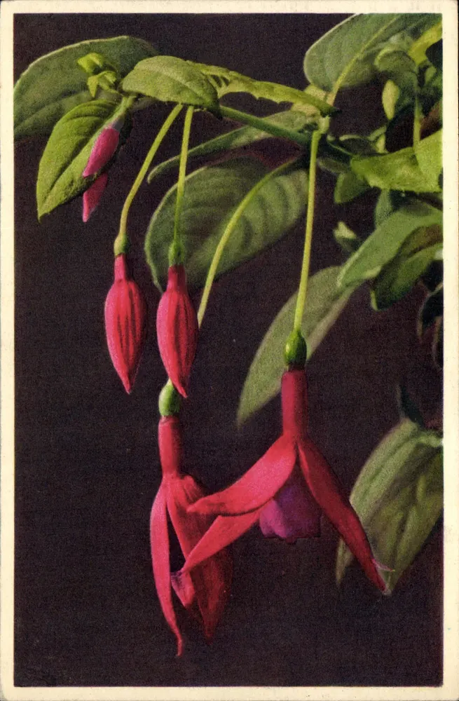 Fucsia — flores colgantes rojas — impresa en Suiza, n.º 331 - Anverso