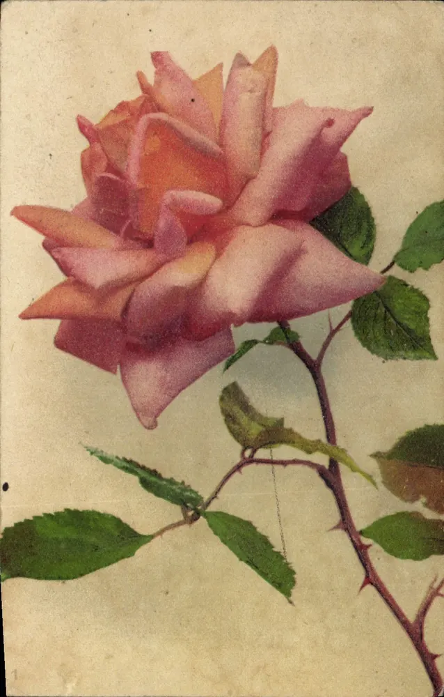 Róża — kolorowa ilustracja — Drukarnia Diamon, Lyon - Awers