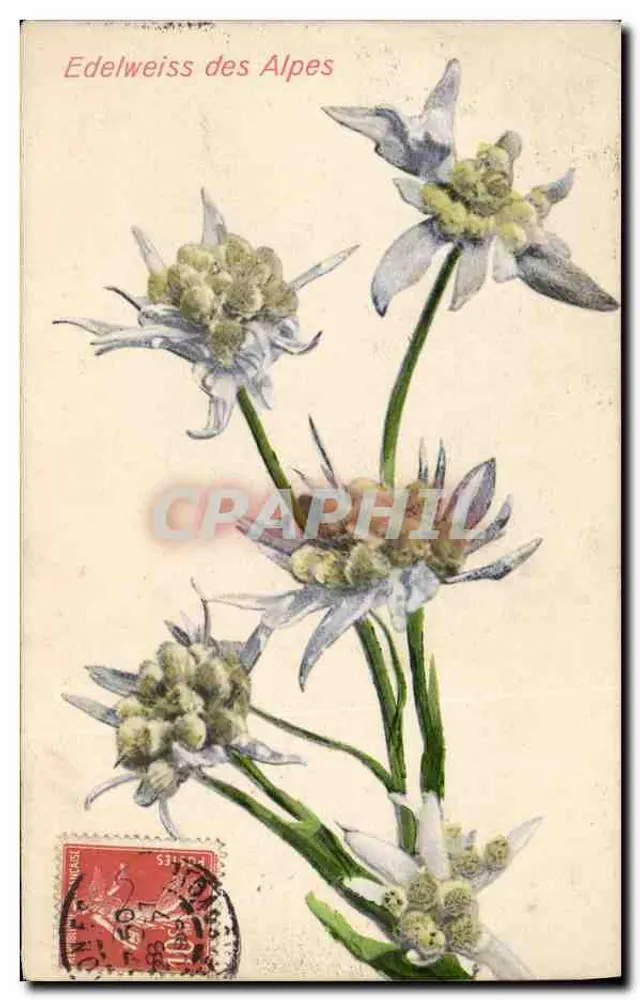 Edelweiss der Alpen — botanische Illustration — Verlag nicht sichtbar - Vorderseite