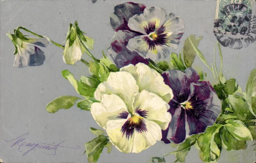 Pansées coloridas — ilustração assinada por Maeguerite — editor não visível - Frente