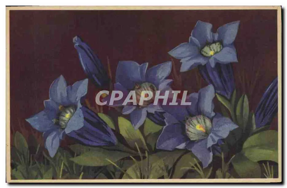 Gentiane de Koch — Gentiana Kochiana — Art Edition Grenoble - Vorderseite
