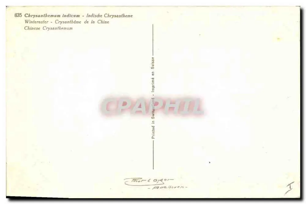 Chrysanthemen — Chrysanthemum indicum — Thom & Cie - n°835 - Rückseite