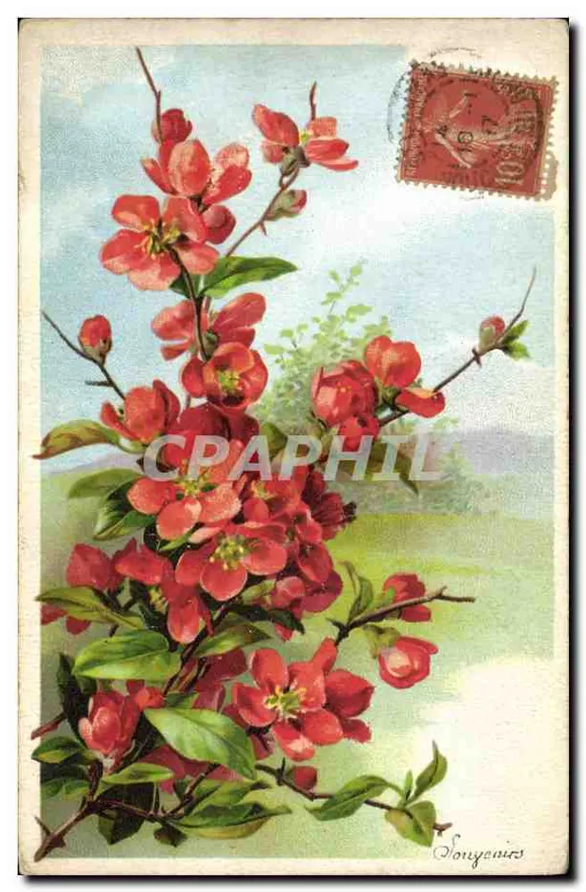 Flores vermelhas — ilustração botânica — Souvenirs - Frente