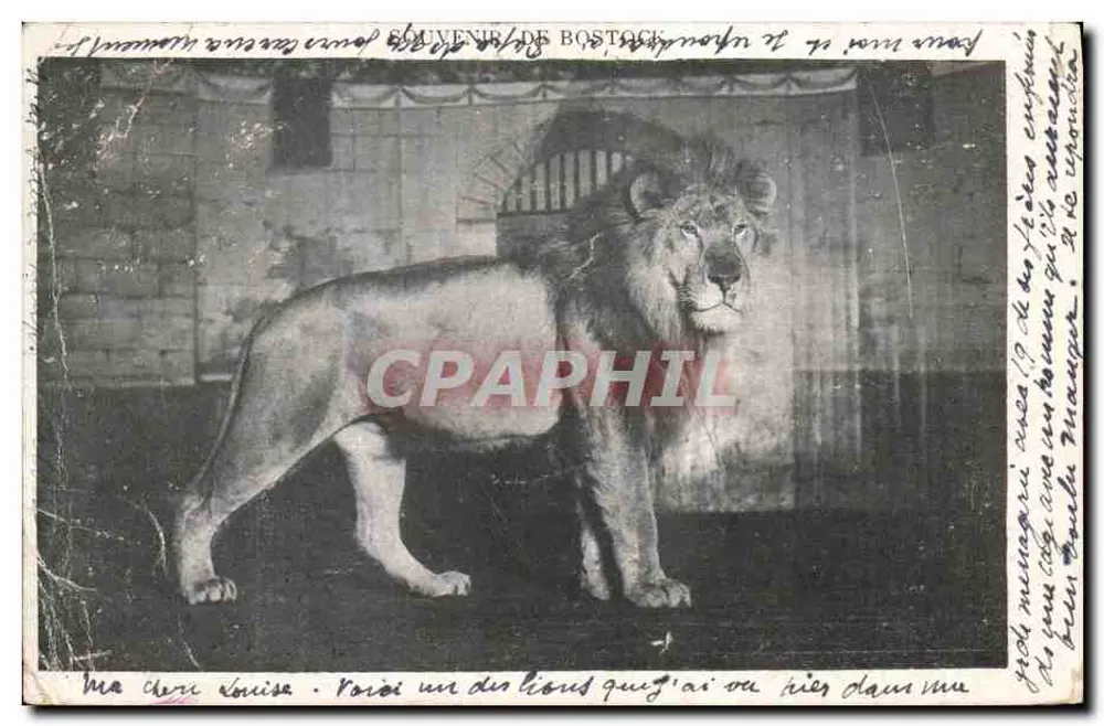 Lion — en cage à Bostock — éditeur imprimeur non visible - Frente