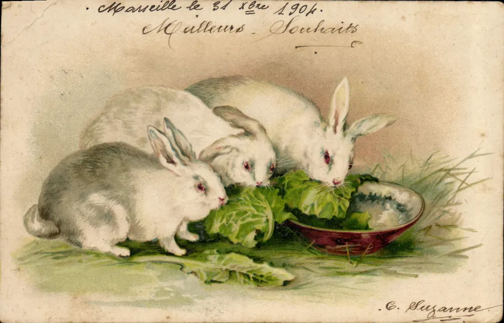 Trois lapins blancs — scène de nourriture — éditeur C. Suzanne - Frente