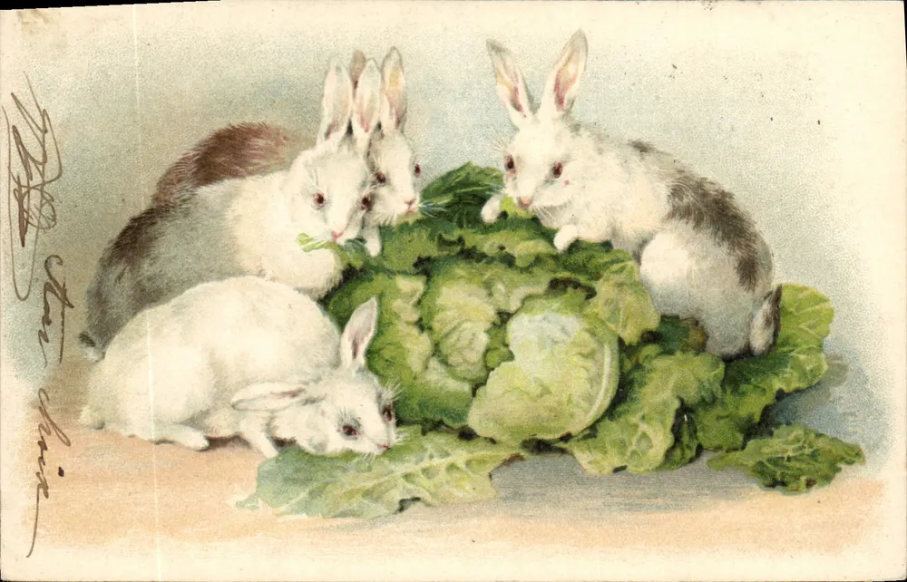 Cinco coelhos brancos ao redor de um repolho — Impressão Carte Postale - Frente