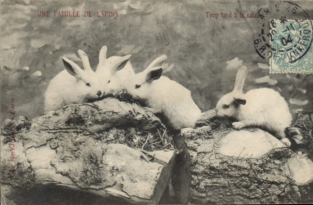 Uma família de coelhos — Trop tard à la salade — O bom editor, Paris - Frente