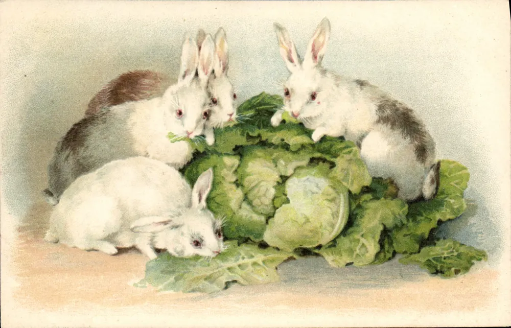 Cinco coelhos brancos ao redor de um repolho — ilustração colorida — editor não identificado, número de série não visível - Frente