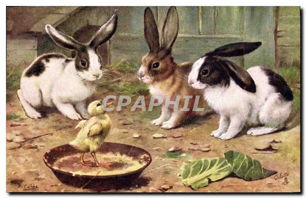 Cabras e pintainho — cena animal — Tuck's Post Card n°3839 - Frente